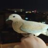 اثرات مثبت پرندگان برای ما انسانها