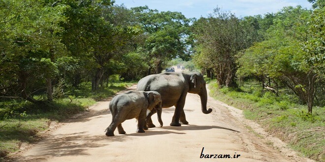 آیا به کاربردهای خرطوم فیل فکر کرده‌اید؟