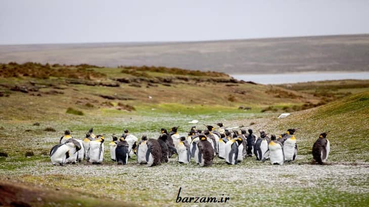زندگی و تغذیه پنگوئن ها