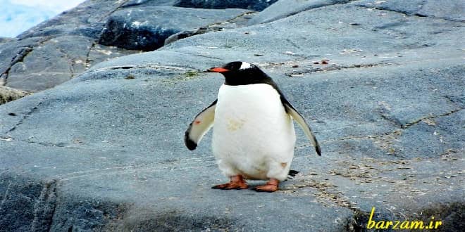حقایقی درباره ی پنگوئن ها که نمی دانید