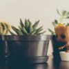 فواید گیاهان آپارتمانی برای انسان