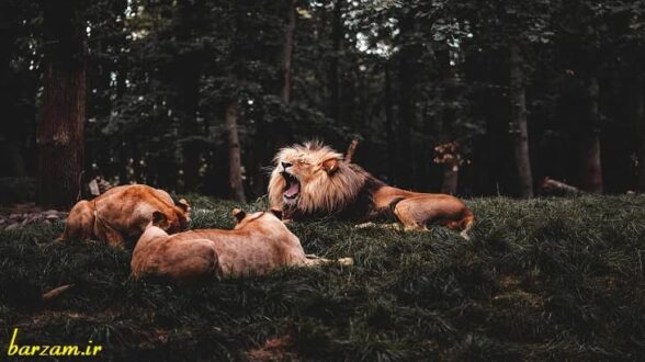 مختصات ظاهری شیر سلطان جنگل