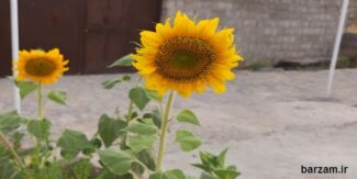 طرح درس روزانه درس زیبایی تفکر هشتم
