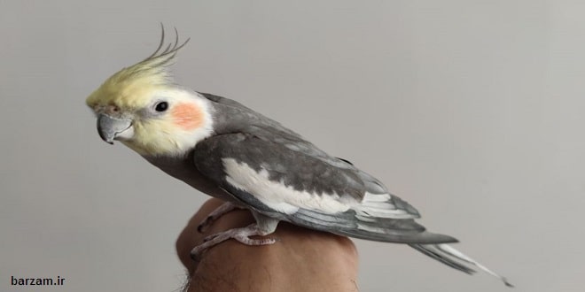 طرح درس دنیای جانوران علوم اول